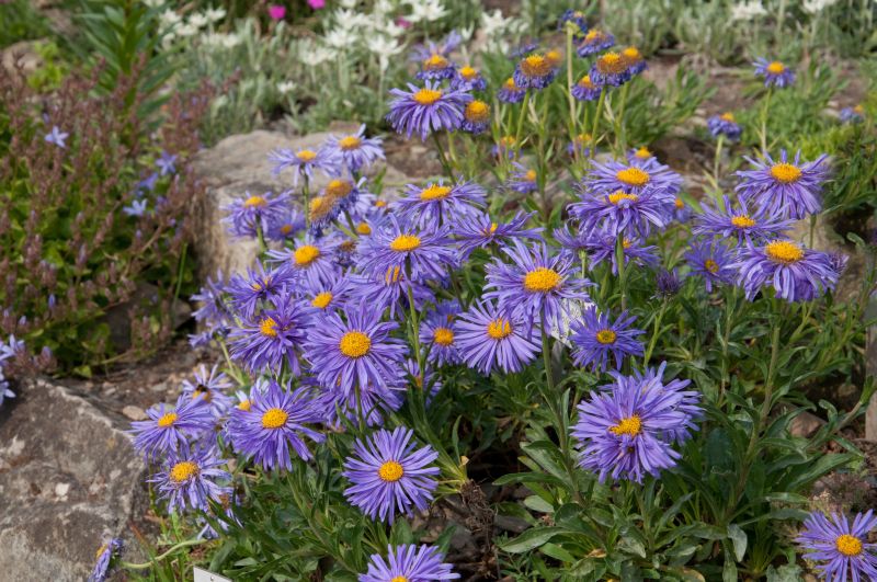 Aster alpinus 'Goliath' - Niedrige Garten-Aster Goliath