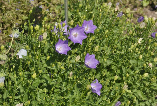 Campanula carpatica 'Blaue Clips' - Niedrige Garten-Glockenblume 'Blaue Clips'