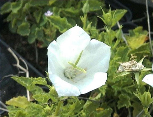 Campanula carpatica 'Weiße Clips' - Niedrige Garten-Glockenblume 'Weiße Clips'