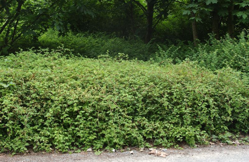 Stephanandra incisa 'Crispa' - Niedrige Kranzspiere