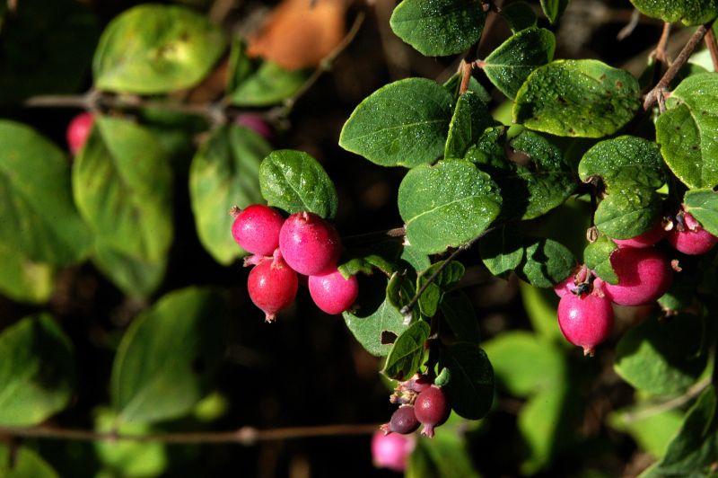 Symphoricarpos chenaultii 'Hancock' - Niedrige Purpurbeere