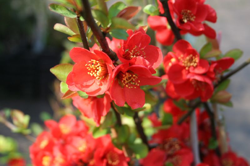 Chaenomeles japonica - Niedrige Scheinquitte