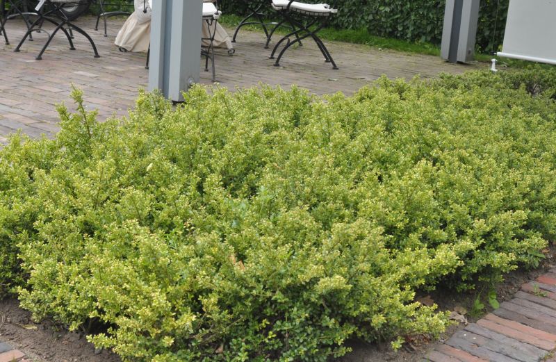 Ilex crenata 'Stokes' - Niedriger Berg-Ilex