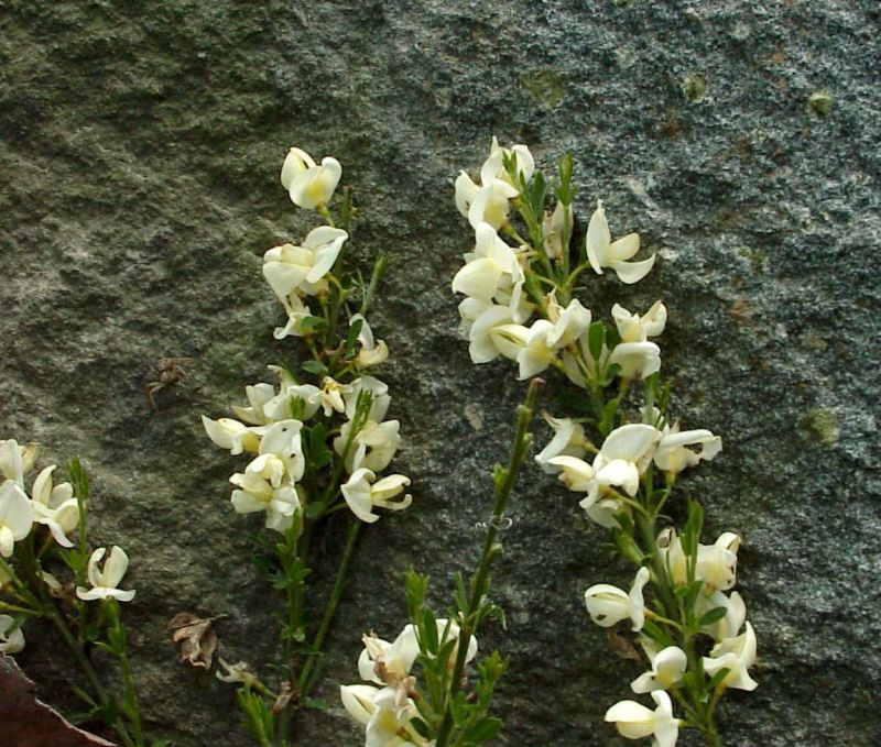 Cytisus kewensis - Niedriger Elfenbeinginster