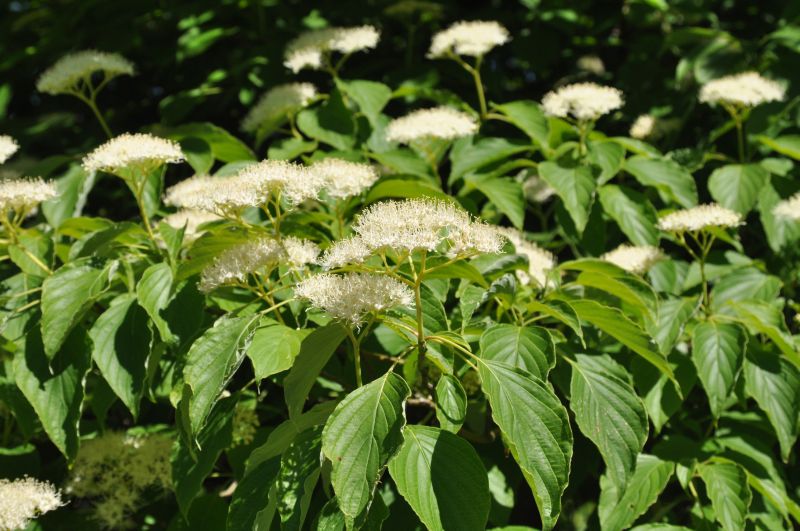 Cornus alternifolia - Niedriger Etagen-Hartriegel