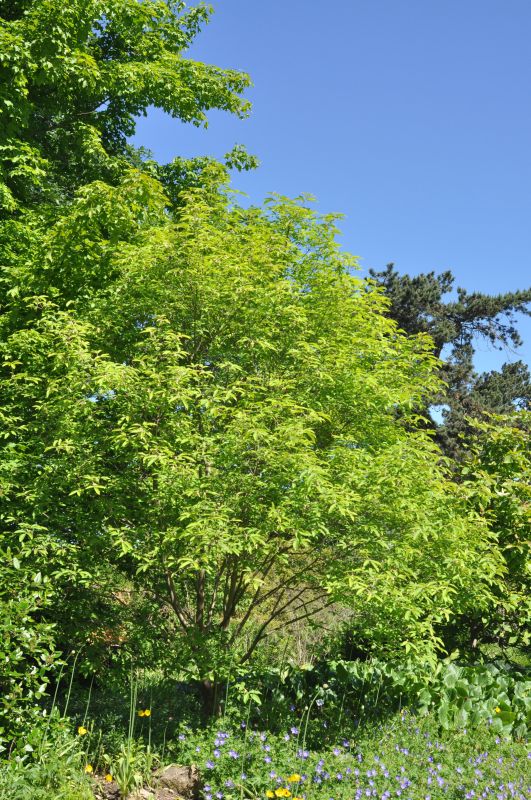 Acer maximowiczianum - Nikko-Ahorn