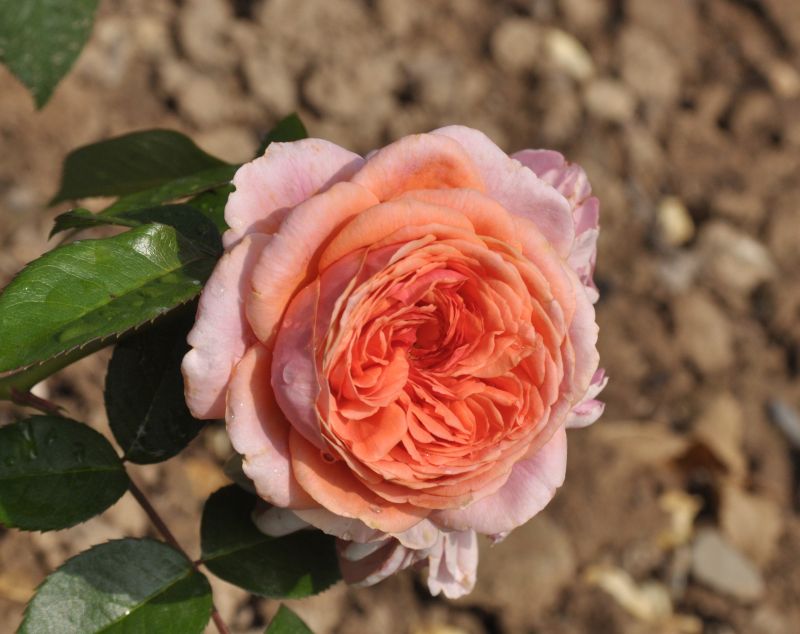 Rosa 'Chippendale' ® TH - Nostalgische Edelrose'Chippendale' ®