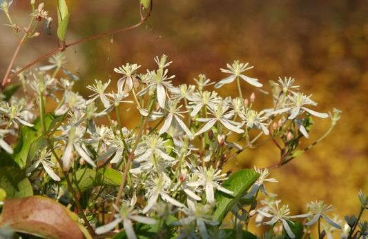 Clematis paniculata - Oktober-Waldrebe