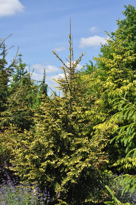 Picea orientalis 'Aurea' - Orientalische Goldfichte
