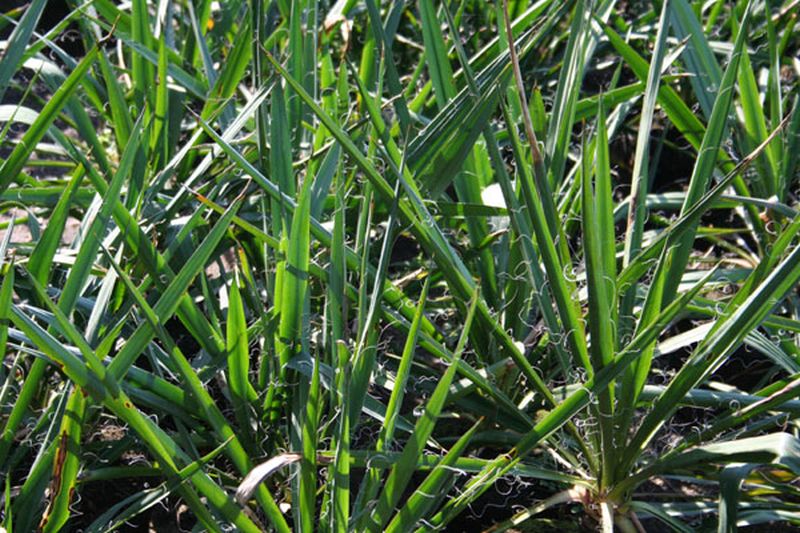 Yucca filamentosa - Palmlilie