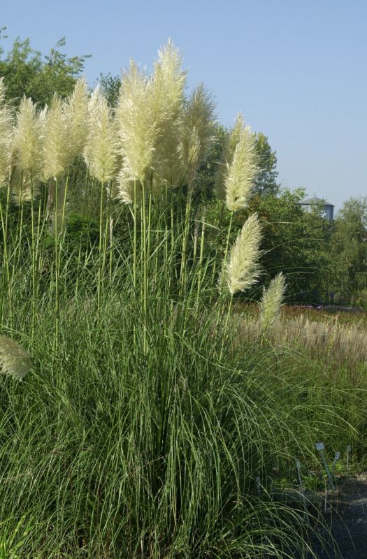 Cortaderia selloana - Pampasgras