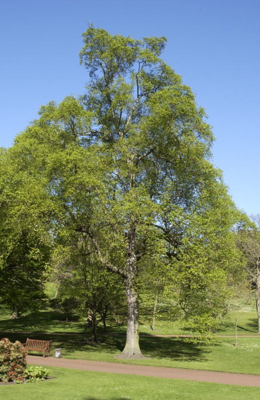 Betula papyrifera - Papierbirke