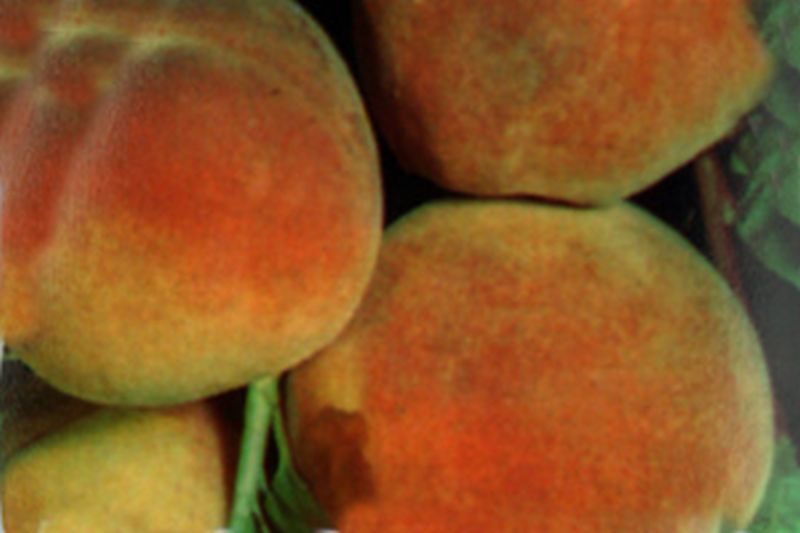 Prunus persica 'Kernechter vom Vorgebirge' CAC - Pfirsich 'Kernechter vom Vorgebirge'