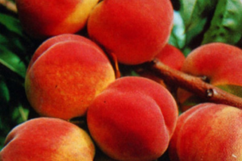 Prunus persica 'Red Haven' CAC - Pfirsich 'Red Haven'