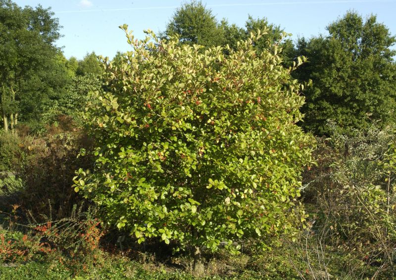Crataegus persimilis - Pflaumenblättriger Weißdorn