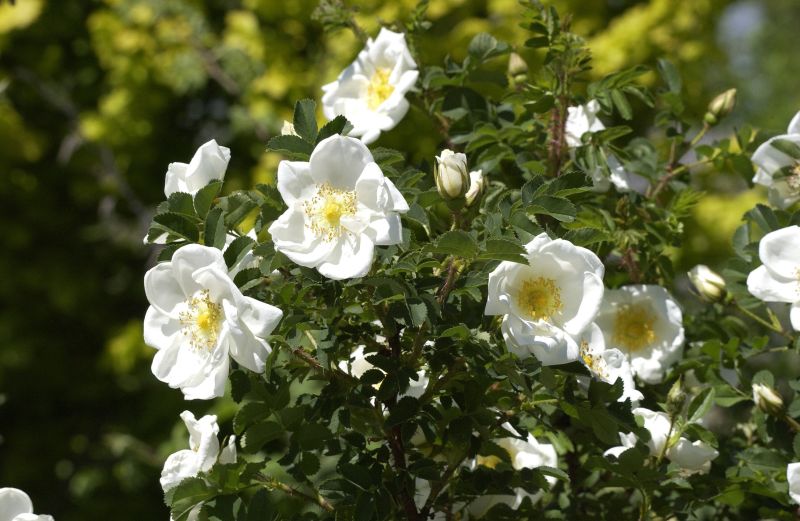 Rosa pimpinellifolia - Pimpernell-Rose