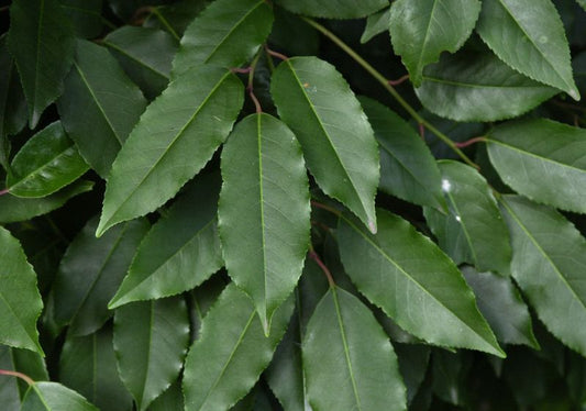 Prunus lusitanica - Portugiesischer Kirschloorbeer / Portugiesische Lorbeerkirsche