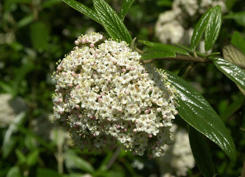 Viburnum 'Pragense' - Prager Schneeball