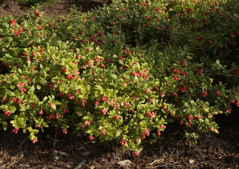 Vaccinium vitis-idaea 'Koralle' - Preiselbeere 'Koralle'