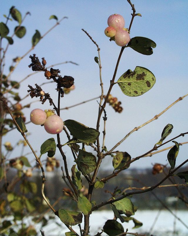 Symphoricarpos doorenbosii 'Taiga' - Purpurbeere 'Taiga'