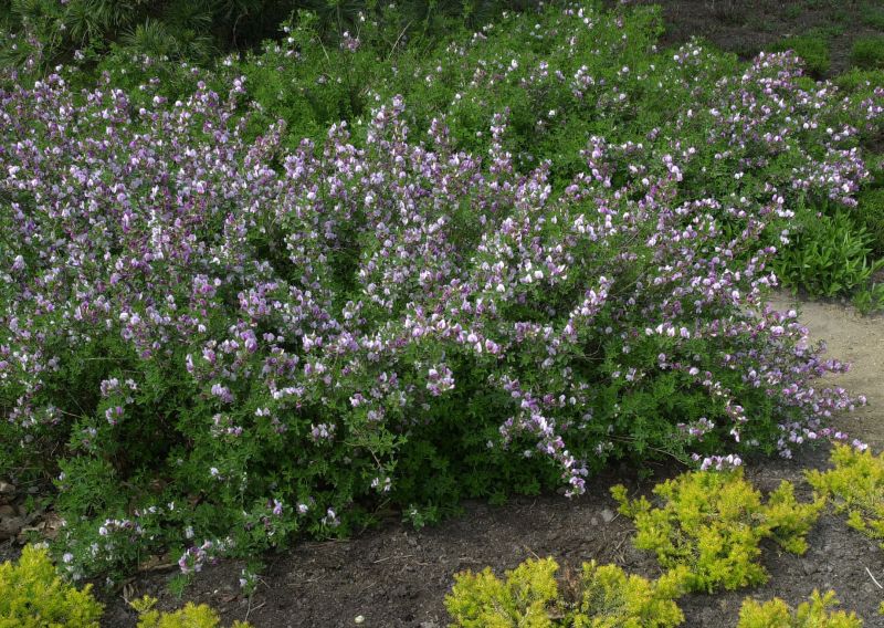 Cytisus purpureus - Purpurginster