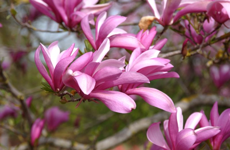 Magnolia liliiflora 'Betty' - Purpurmagnolie 'Betty'
