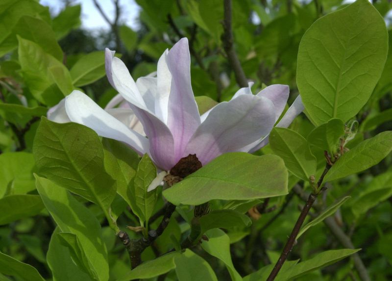 Magnolia liliiflora 'Ricki' - Purpurmagnolie 'Ricki'
