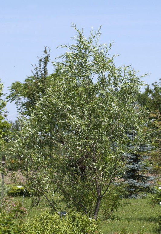 Salix purpurea - Purpurweide