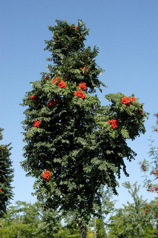 Sorbus aucuparia 'Fastigiata' - Pyramiden-Eberesche