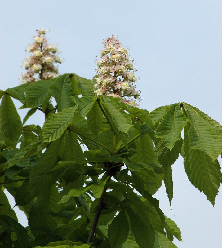 Aesculus hippocastanum 'Pyramidalis' - Pyramiden-Rosskastanie