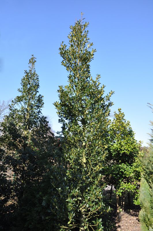 Ilex aquifolium 'Pyramidalis' - Pyramiden-Stechpalme