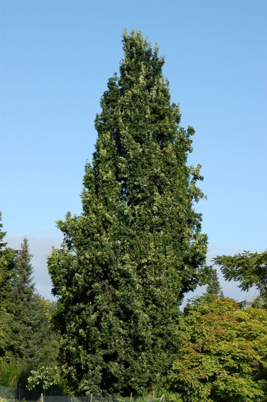 Quercus robur 'Fastigiata' - Pyramideneiche