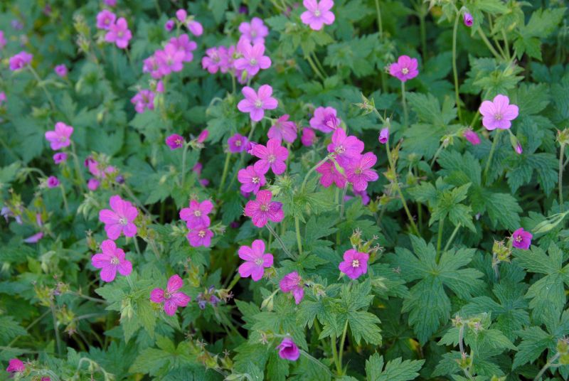 Geranium endressii - Pyrenäen-Storchschnabel