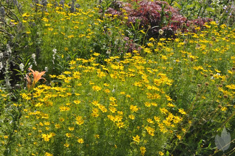Coreopsis verticillata 'Zagreb' - Quirlblättriges Garten-Mädchenauge