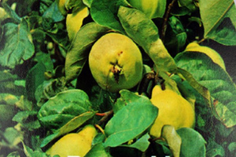 Cydonia 'Bereczki-Birnenquitte' CAC - Quitte 'Bereczki-Birnenquitte'