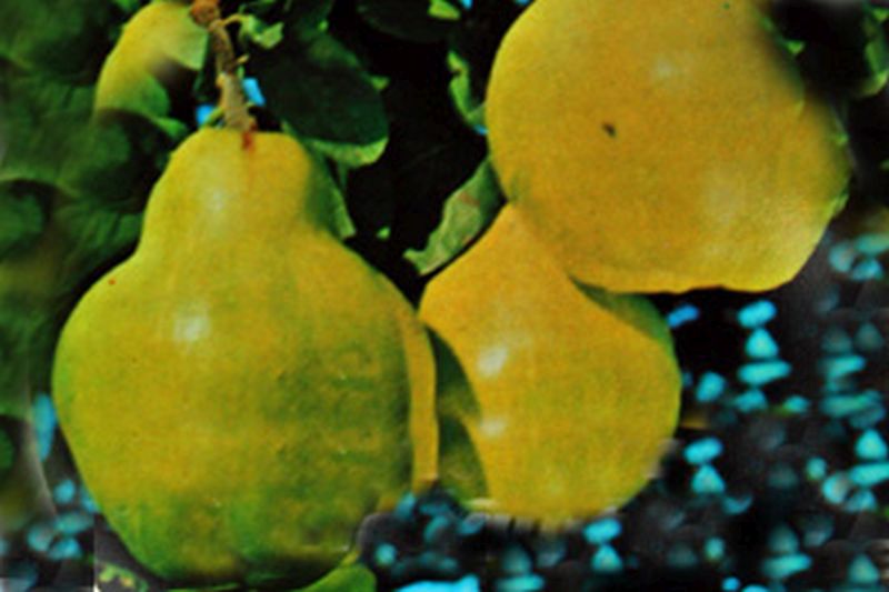 Cydonia 'Portugiesische Birnenquitte' CAC - Quitte 'Portugiesische'