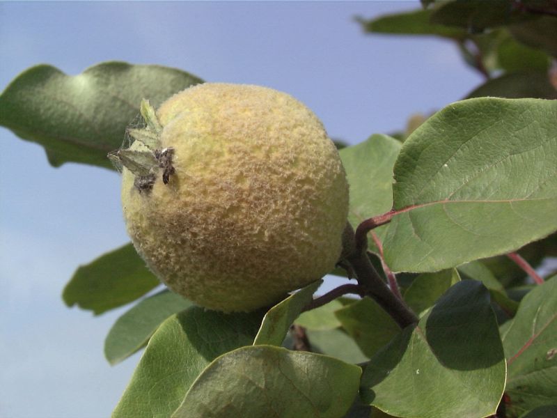 Cydonia 'Wudonia' CAC - Quitte 'Wudonia'