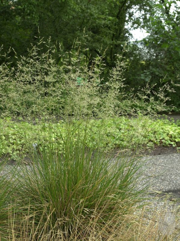 Deschampsia cespitosa - Rasen-Schmiele