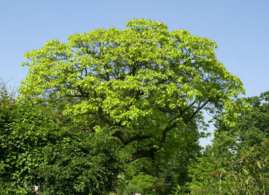 Catalpa bignonioides 'Aurea' - Reichfruchtender Trompetenbaum 'Aurea'