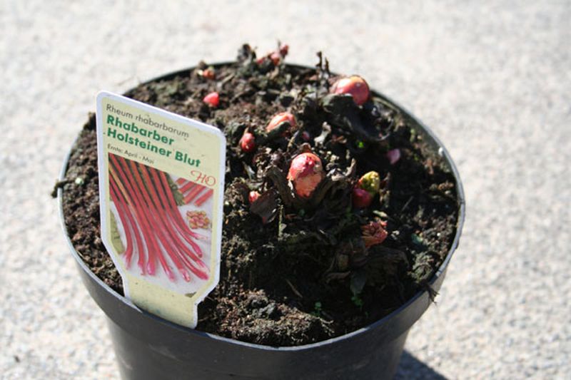Rheum rhabarbarum 'Holsteiner Blut' - Rhabarber 'Holsteiner Blut'