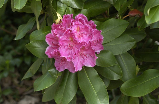 Rhododendron Hybr.'Claudine' - Rhododendorn Hybride 'Claudine'