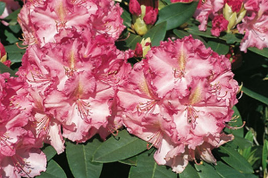 Rhododendron Hybride 'Anastasia' ® - Rhododendron-Hybride 'Anastasia' ®
