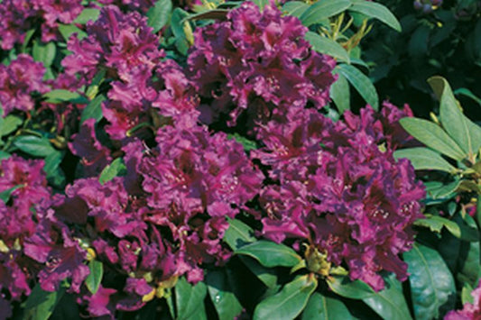 Rhododendron Hybride 'Azurro' - Rhododendron-Hybride 'Azurro'