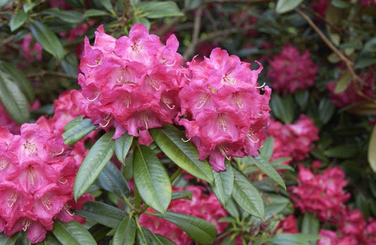 Rhododendron Hybr.'Berliner Liebe' - Rhododendron-Hybride 'Berliner Liebe'