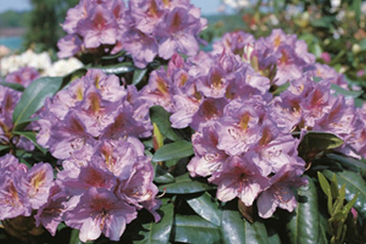 Rhododendron Hybride 'Blutopia' - Rhododendron-Hybride 'Blutopia'