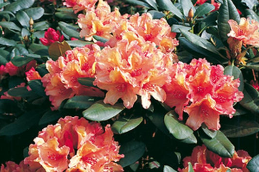 Rhododendron Hybride 'Brasilia' - Rhododendron-Hybride 'Brasilia'