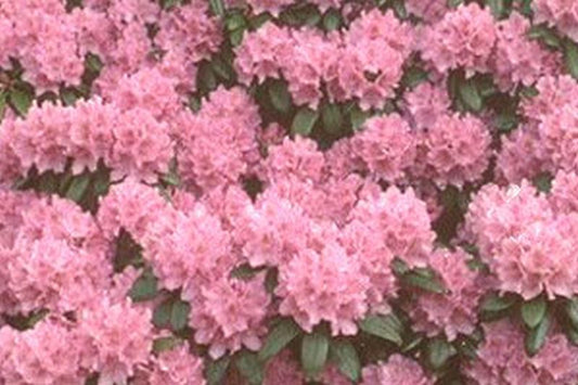 Rhododendron Hybride 'Catawb. Grandiflorum' - Rhododendron-Hybride 'Catawb.Grandiflorum'