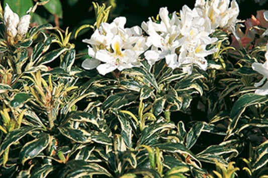 Rhododendron Hybride 'Claydian Variegata' - Rhododendron-Hybride 'Claydian Variegata'