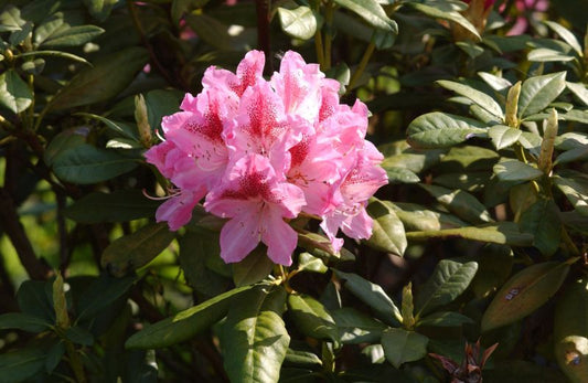 Rhododendron Hybr.'Cosmopolitan' - Rhododendron-Hybride 'Cosmopolitan'