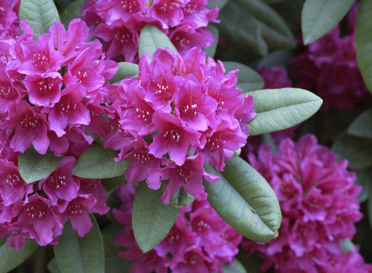 Rhododendron Hybr.'Dr. H. C. Dresselhuys' - Rhododendron-Hybride 'Dr.H.C.Dresselhuys'
